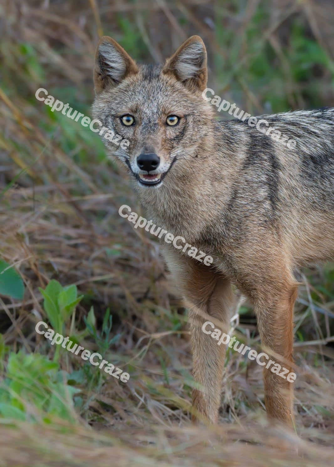 Jackal looking at the camera